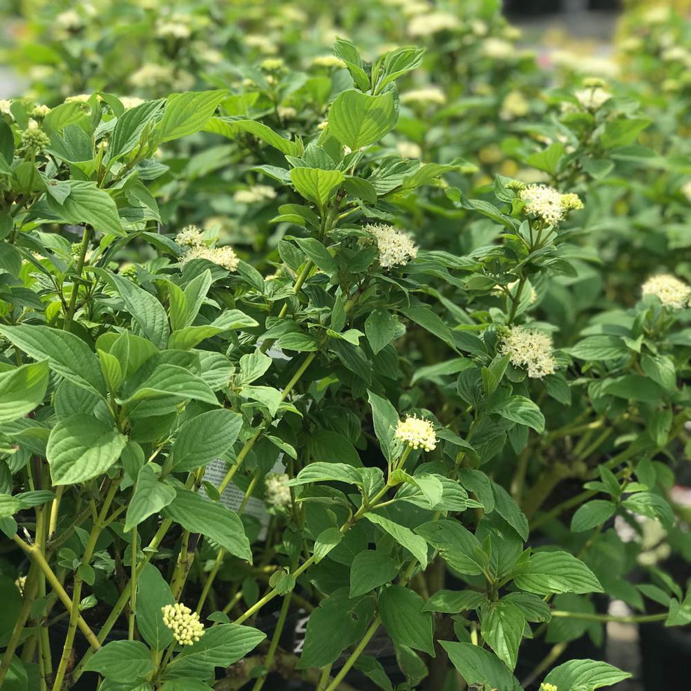 Cornus sericea 'Budd's Yellow'
